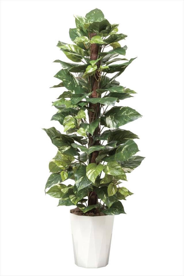 格安 中古 買取 光触媒 人工植物 511a250 光の楽園 約 人工植物 インテリア 約 幅55 奥行55 高さ135cm フェイクグリーン インテリア ポトス1 35 大型 造花 おしゃれ 安い 買う なら 格安 中古 買取 光触媒 人工植物 511a250 光の楽園 約 人工植物 インテリア 約 幅55 奥行55 高さ135cm フェイクグリーン インテリア ポトス1 35 大型 造花 おしゃれ 安い 買う なら