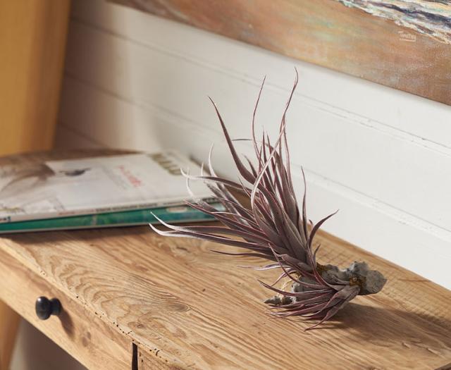 おしゃれなグリーンインテリア