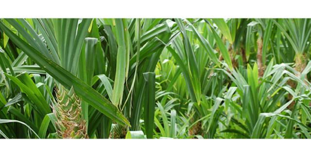 レザーのような質感のパンダン