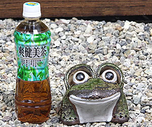 かえる 陶器かえる しがらき蛙 カエル置物 信楽焼