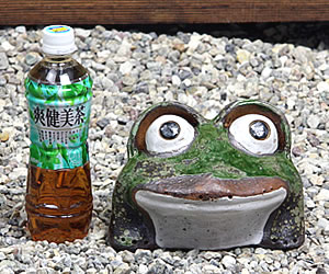 かえる 陶器かえる しがらき蛙 カエル置物 信楽焼