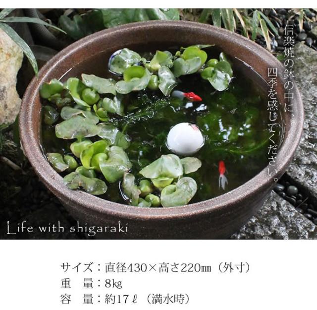 信楽焼き水鉢　すいれん鉢　金魚鉢　メダカ鉢　陶器睡蓮鉢　スイレン鉢