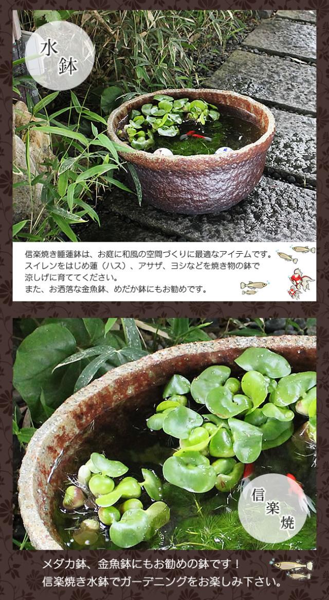 信楽焼き水鉢　すいれん鉢　金魚鉢　メダカ鉢　陶器睡蓮鉢　スイレン鉢