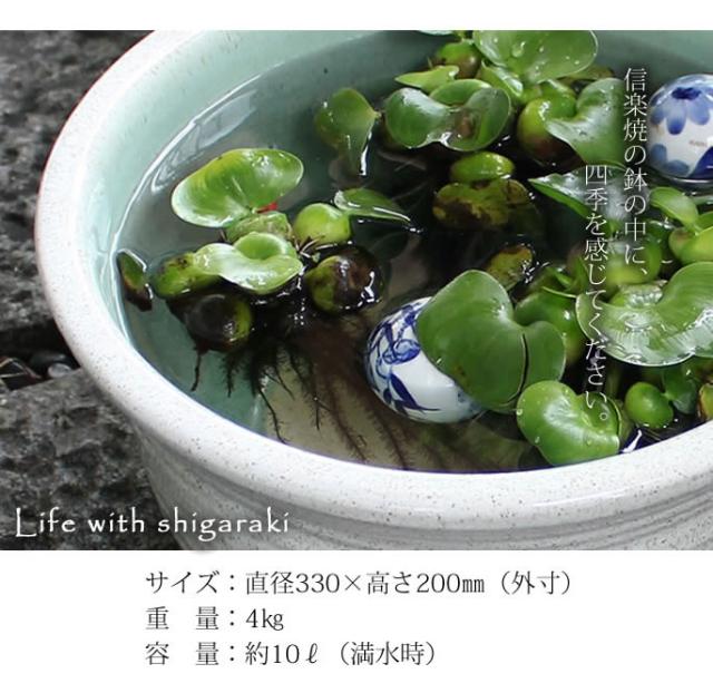 信楽焼き水鉢　すいれん鉢　金魚鉢　メダカ鉢　陶器睡蓮鉢　スイレン鉢