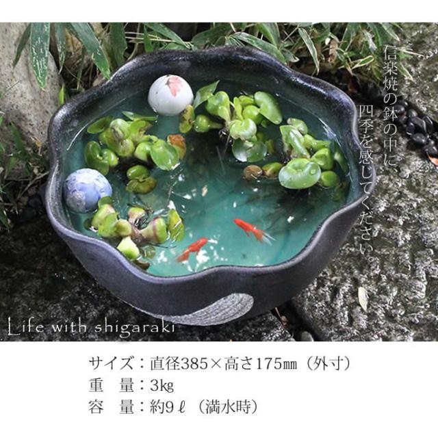 信楽焼き水鉢　すいれん鉢　金魚鉢　メダカ鉢　陶器睡蓮鉢　スイレン鉢