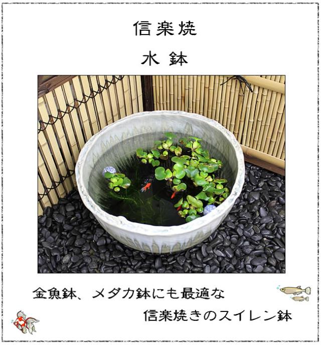 信楽焼き水鉢　すいれん鉢　金魚鉢　メダカ鉢　陶器睡蓮鉢　スイレン鉢