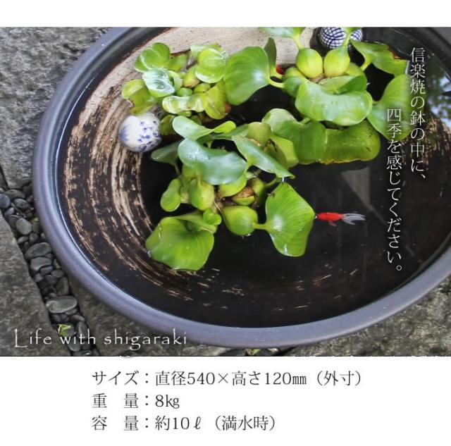 信楽焼き水鉢　すいれん鉢　金魚鉢　メダカ鉢　陶器睡蓮鉢　スイレン鉢