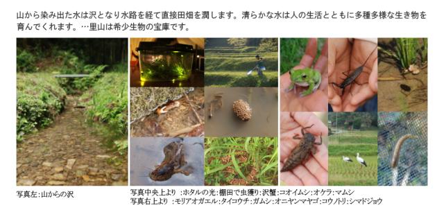 清らかな水 おいしいお米 お取り寄せ