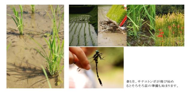 お米 お取り寄せ