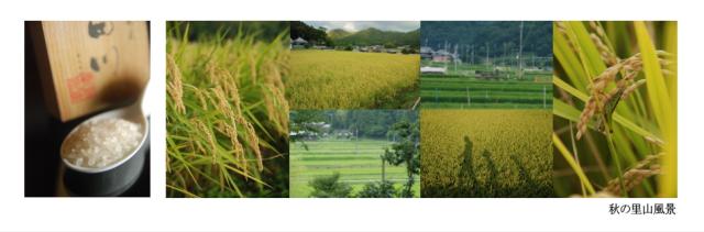 お米 お取り寄せ