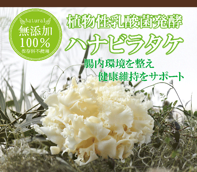 無添加100% 植物性乳酸菌発酵ハナビラタケ 腸内環境を整え健康維持をサポート