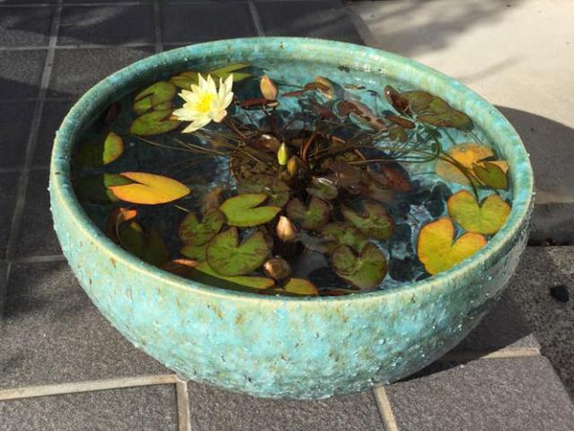 信楽焼水鉢"