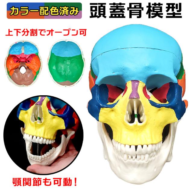 頭蓋骨の模型 人体模型 オブジェ カラフル 色 置物 瑞々し 小物入れ