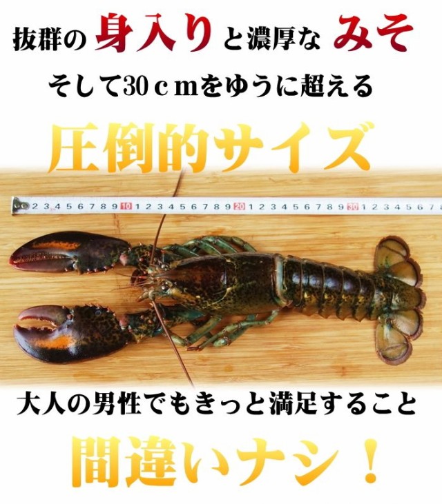 ボイルオマール海老一尾 400〜450g - 通販 - mandevillediocese.org