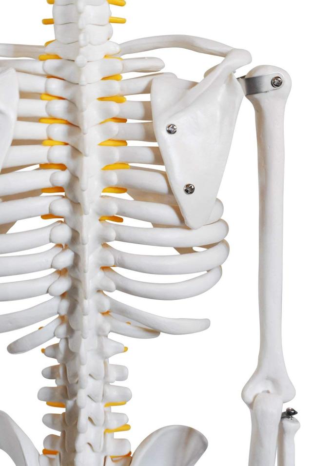 monolife 人体骨格模型 骨格標本 稼動 直立 スタンド 教材 85cm 1/2