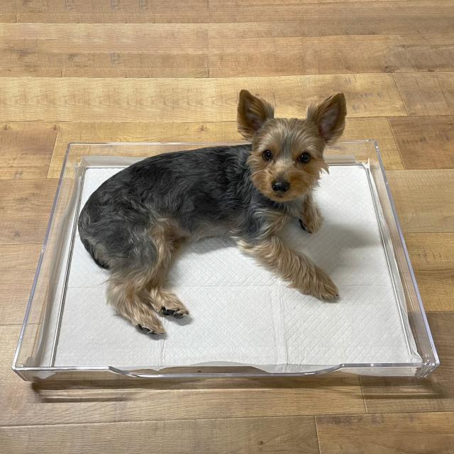 オゾンアソシア