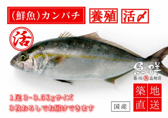 養殖 通販 冷蔵便 国産 3 3 5kg前後サイズ カンパチ1尾 鮮魚 築地直送 Namasteindiatravel Com