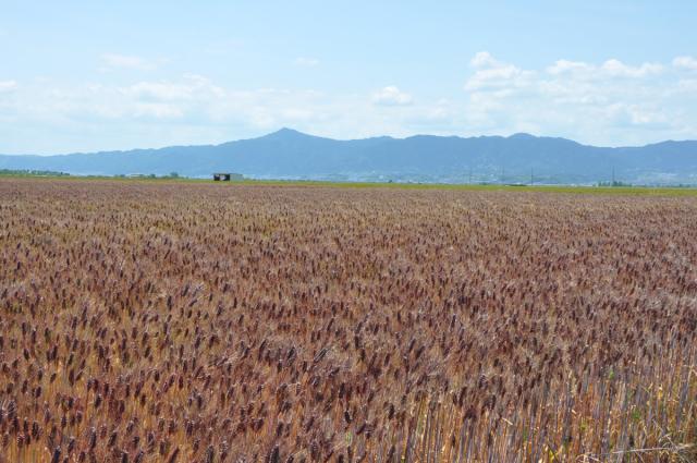 もち麦畑