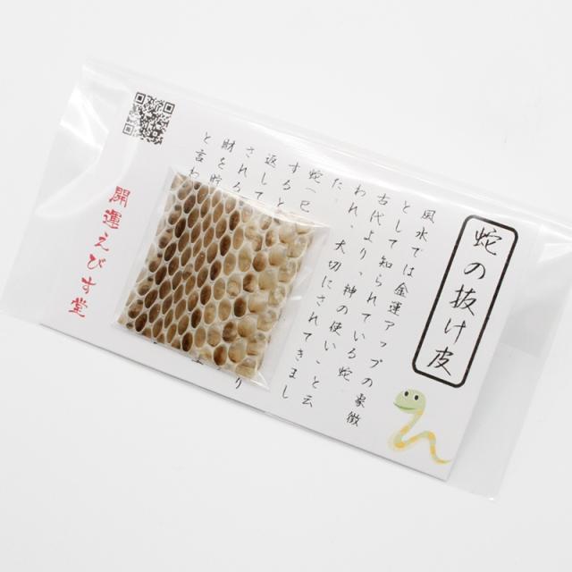 シマヘビの抜け皮