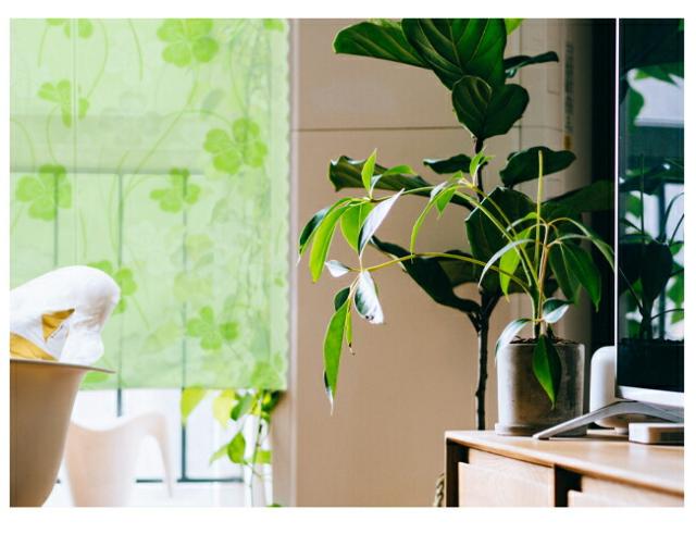 暖簾 のれん norenn 間仕切り カーテン タペストリー 防炎 防炎加工 防炎機能 四つ葉のクローバー 四つ葉 クローバー柄 シンプル 老人ホーム 高齢者施設