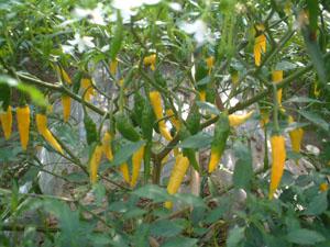 黄金一味 祇園味幸 日本一辛い唐辛子 ビン入り 13gの通販はau Pay マーケット にっぽん津々浦々 商品ロットナンバー