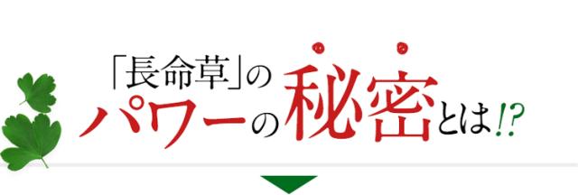 「長命草」のパワーの秘密とは！？