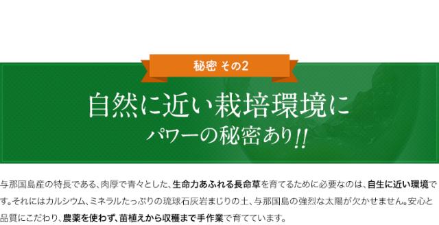 秘密その2　自然に近い栽培環境にパワーの秘密あり！