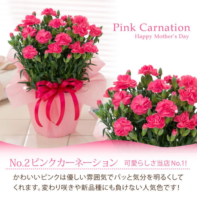 2021 母の日 ギフト カーネーション 花とセット お菓子 鉢植え 花 ...