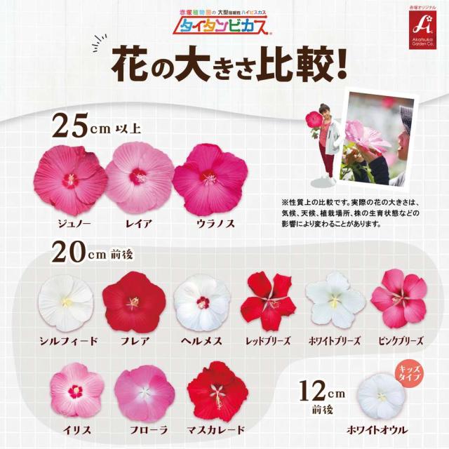 タイタンビカス 花の大きさ比較