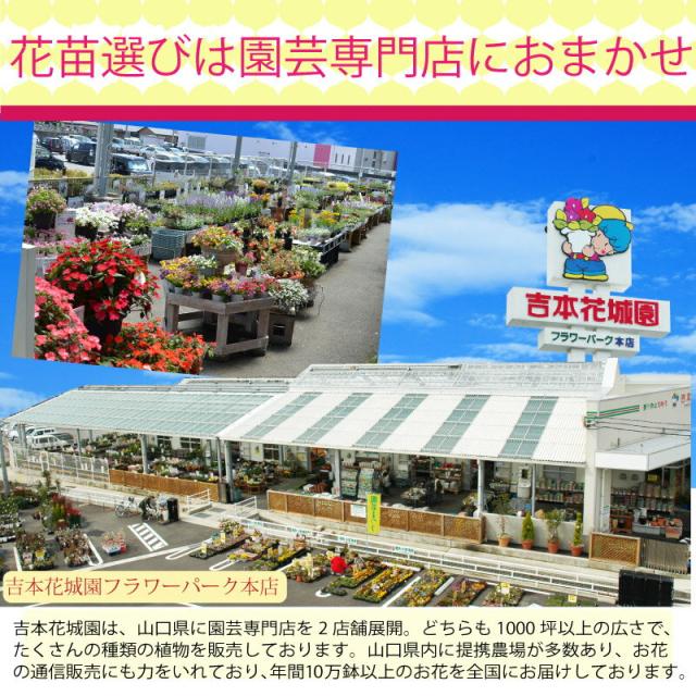 ビオラ苗24ポットセット