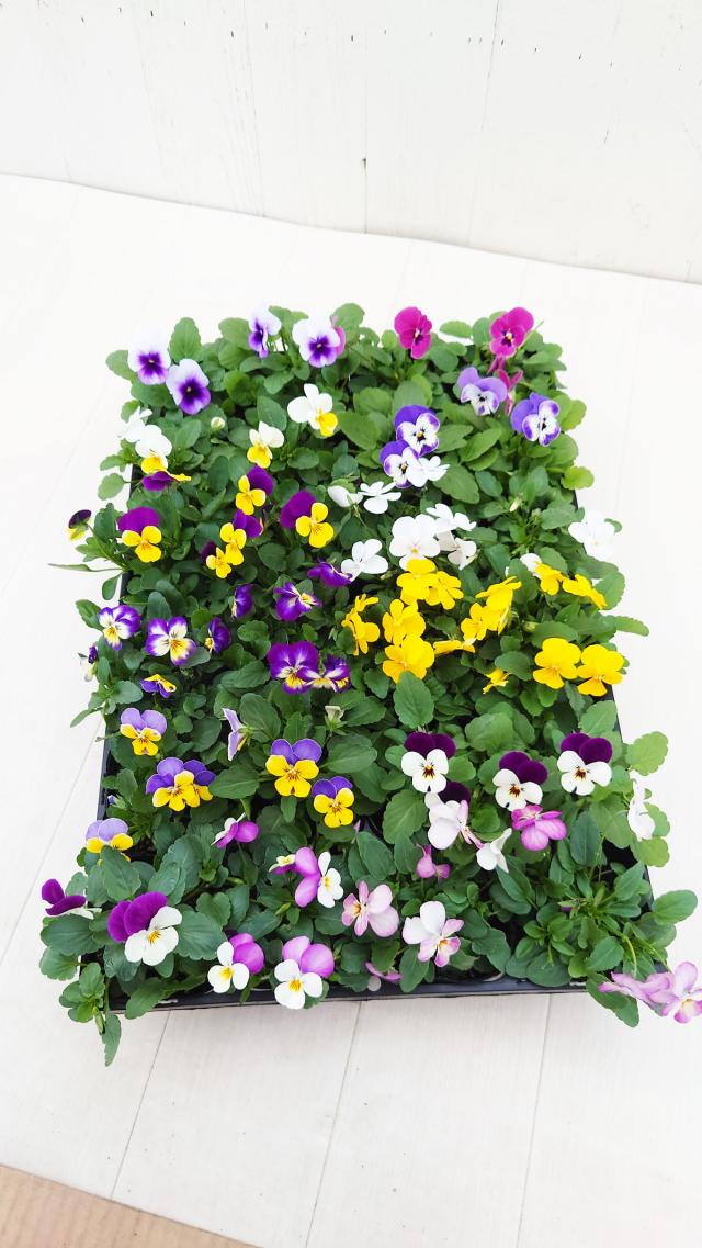 ビオラ苗の開花イメージ