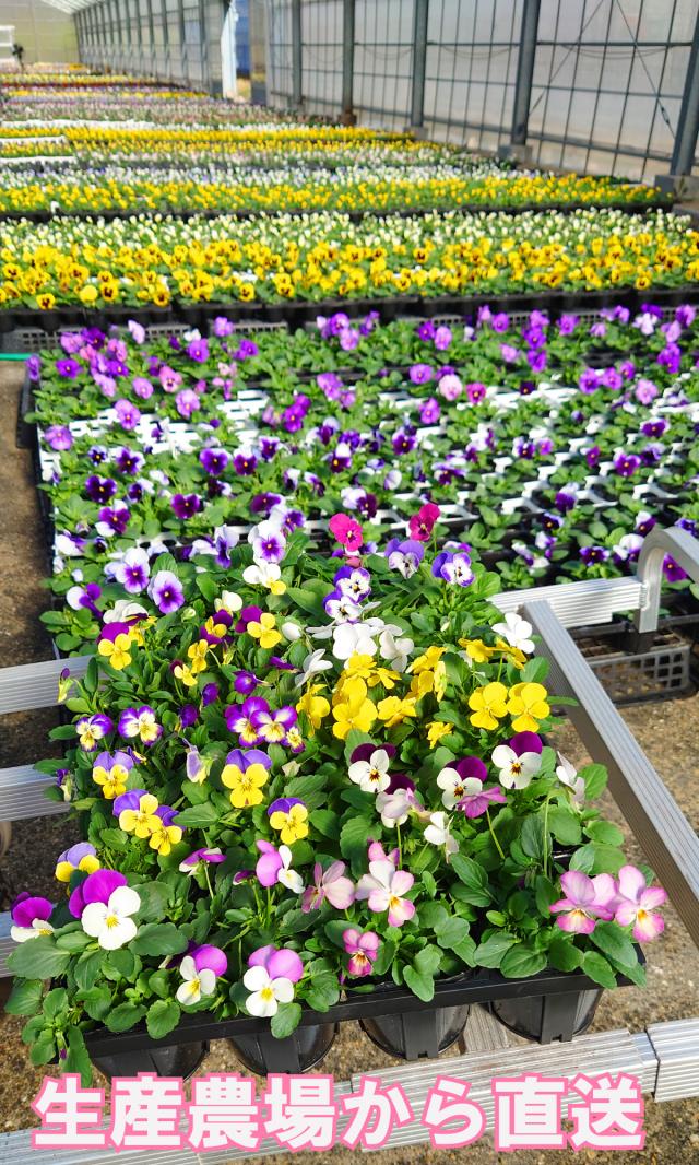 ビオラの花壇イメージ