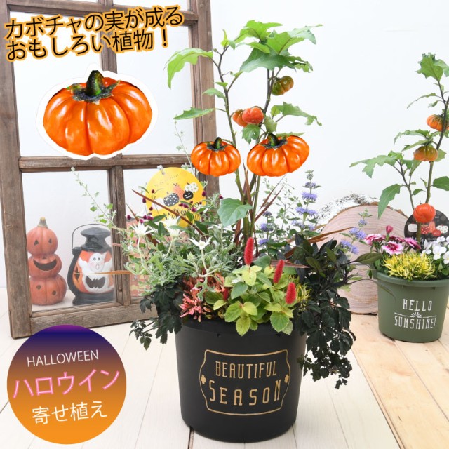 【予約品 10月上旬から順次発送】ハロウィン寄せ植え パンプキンツリーの寄せ植え かぼちゃ ソラナム 玄関 店舗前の花飾りに ハロウイン ｜au  PAY マーケット