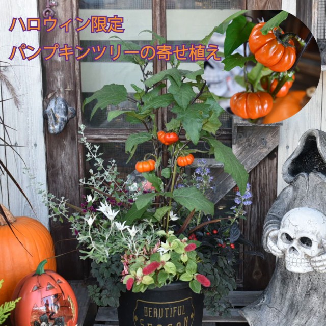 予約品 10月上旬から順次発送】ハロウィン寄せ植え パンプキンツリーの