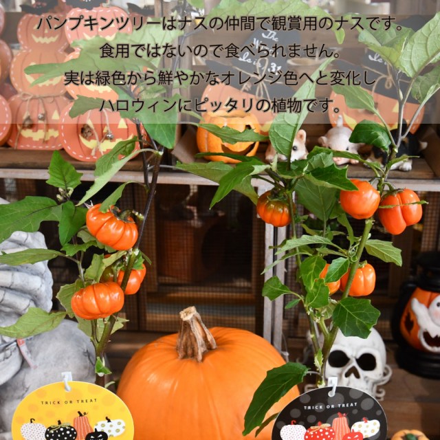 予約品 10月上旬から順次発送】ハロウィン寄せ植え パンプキンツリーの