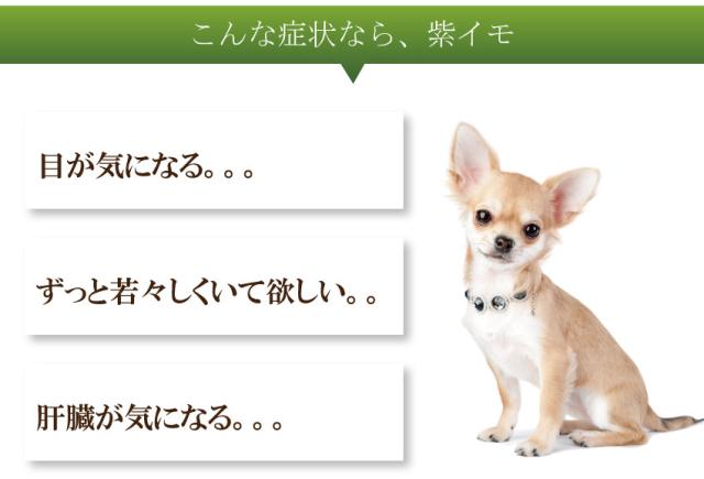 ペット 割引も実施中 犬用 肝臓 目 白内障に ハーブ 紫芋 無添加 g 送料無料 国産