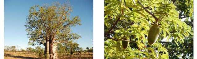 有機栽培オーガニック無農薬・無化学肥料バオバブパウダー"