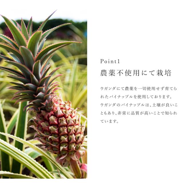 ドライパイナップル ドライパイン