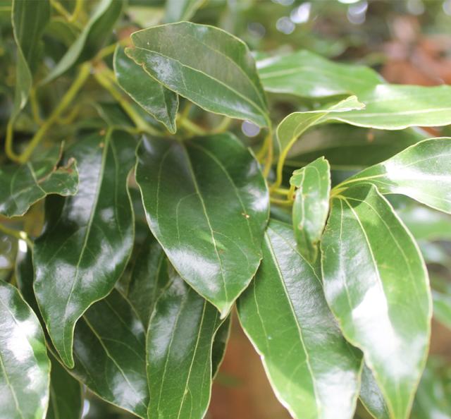 シナモン　ティー　無農薬・無化学肥料　有機栽培オーガニック　効能　肉桂(ニッキ)/桂皮　効果 シナモン葉茶　国産