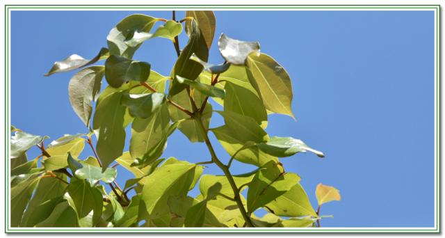 シナモン　ティー　無農薬・無化学肥料　有機栽培オーガニック　効能　肉桂(ニッキ)/桂皮　効果 シナモン葉茶　国産