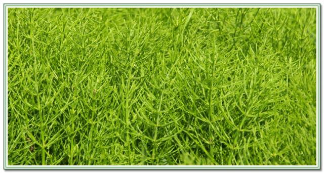 完全無農薬・無肥料の自然栽培　スギナ茶