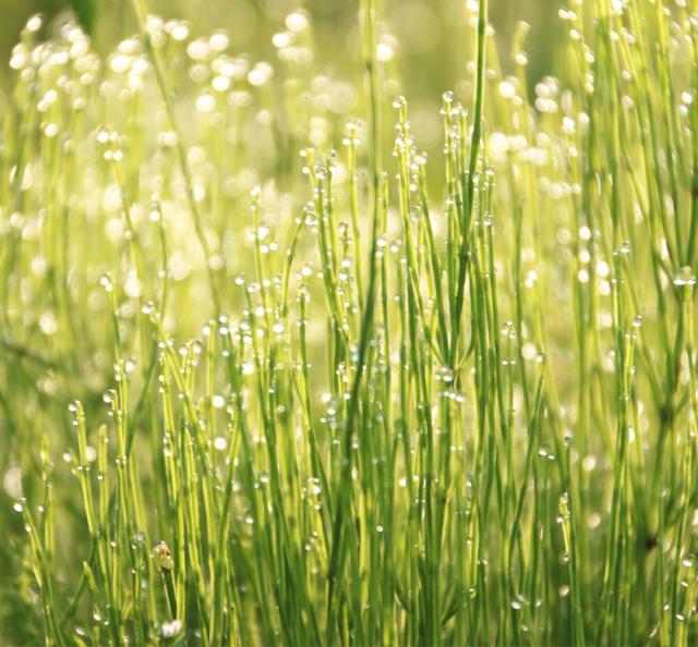 完全無農薬・無肥料の自然栽培　スギナ茶