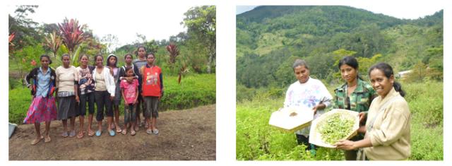 有機オーガニックの無農薬・無化学肥料ハーブ健康茶「ゴツコラ/ゴツコーラ/ツボクサ