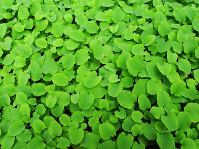 有機オーガニックの無農薬・無化学肥料ハーブ健康茶「ゴツコラ/ゴツコーラ/ツボクサ