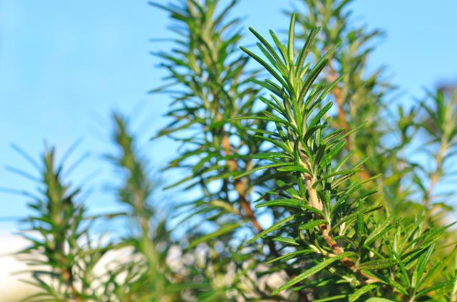 無農薬・有機オーガニックハーブのローズマリー