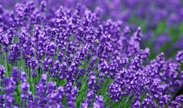 有機栽培オーガニックハーブ　無農薬　無化学肥料　ラベンダー