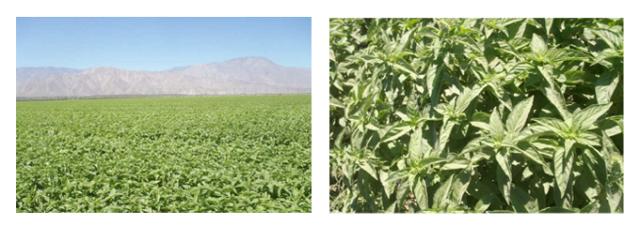 有機オーガニックハーブ　バジル/バジリコ