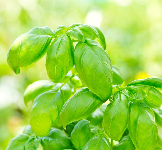 有機オーガニックハーブ　バジル/バジリコ