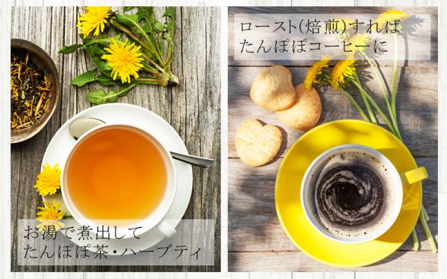 有機オーガニック素材の無農薬・無化学肥料「ダンディライオンルート」