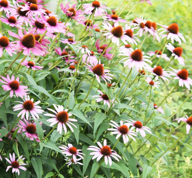 オーガニック「エキナセア」